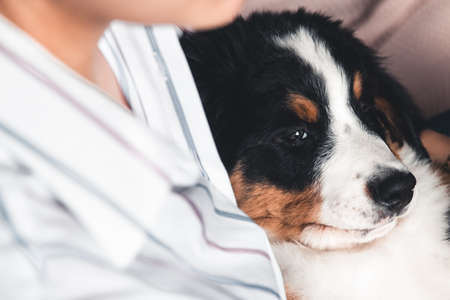 little puppy of bernese mountain dog on hands of fashionable girl with a nice manicure. animalsの写真素材