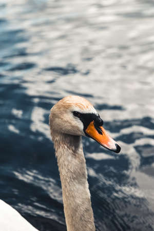 Mute swan and ducks in the background. Taken in Prater, Vienna. The lake used to be a billabong of the Danube river.の写真素材