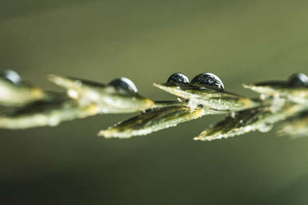 Dew on a grass in springの写真素材