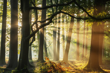 This captivating image showcases the ethereal beauty of a sunlit forest dense with tall trees Their trunks stand strong and imposing as golden rays penetrate the leafy canopy creating shafts of light and shadow The ground is covered in a vibrant tapestry of green undergrowth and scattered leaves adding depth and texture to the scene The sunlight filters through the trees creating a magical atmosphere that evokes feelings of tranquility and peaceの素材
