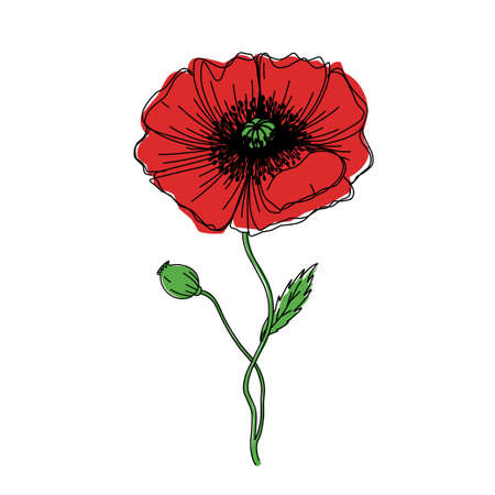 Flower graphic illustration poppy sketch tattoo print color sketchのイラスト素材