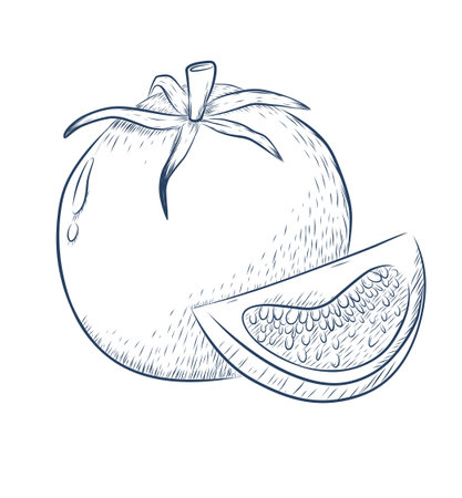 sketch groceries tomato illustration black and white linearのイラスト素材
