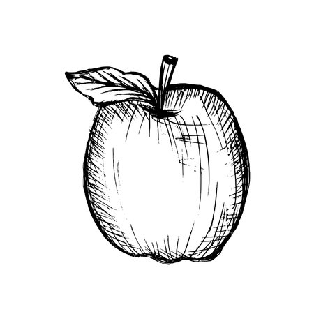 Sketches and engravings apples composition. Set of hand drawn apple. Vintage sketch style illustration.のイラスト素材