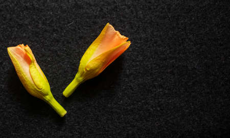 Kaner Flower On black background.の写真素材