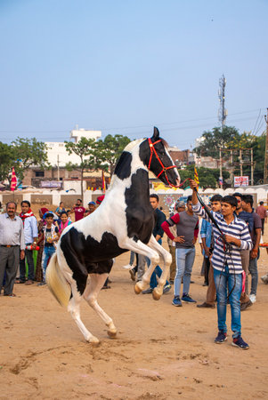 11 December 2019 Pushkar Rajesthan, India .Man Controlling rearing horse at Pushkar camel fair, India.のeditorial素材