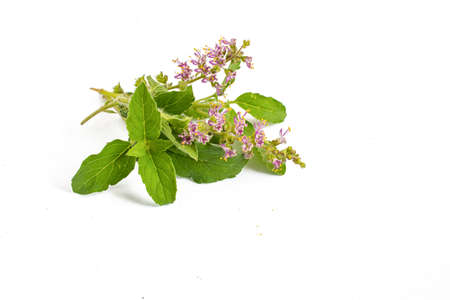 Closeup of Indian Wild basil leaves with flowers of basil.
