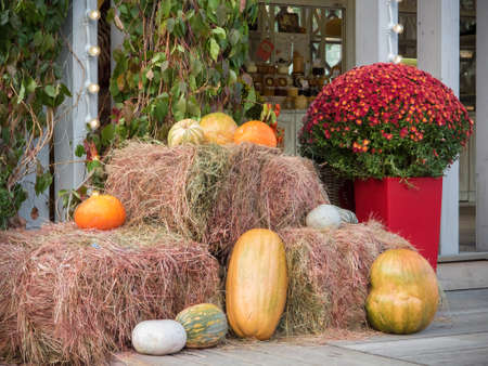 Pumpkins on the straw with small flowers and green leaves backgroundの写真素材