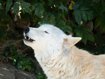 Howling Tundra wolf. Canis lupus albus. Turukhan wolfの写真素材