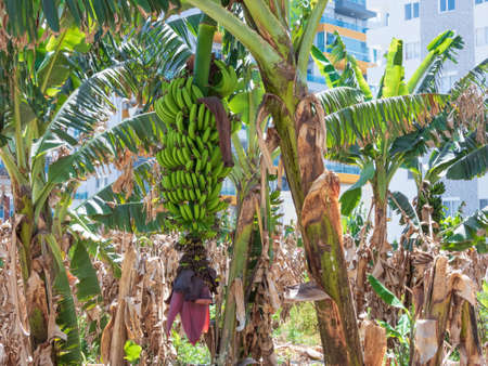 Flowering bunch of bananas on a plantation within the cityの写真素材