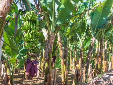 A bunch of green bananas with a flower hanging on a palm treeの写真素材