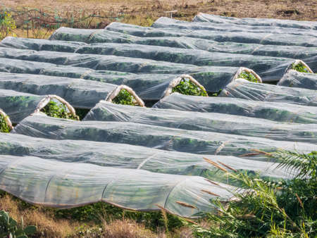 Plants growing outdoors covered with plastic wrapの写真素材
