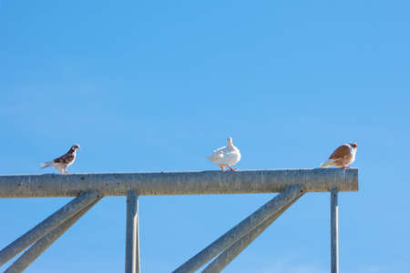 Three doves sitting on a dirty metal surface, against a blue skyの写真素材