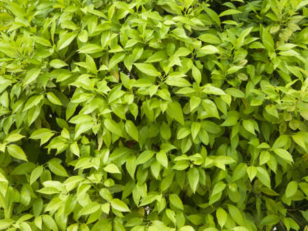 Fresh green foliage of orange tree, close-up