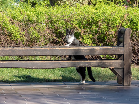 Black and white cat climbing on a park bench on a sunny dayの写真素材