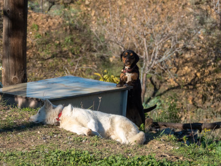 Two cute dogs, white and dark brown, with bells on their collars, guard their owner's plot in the...