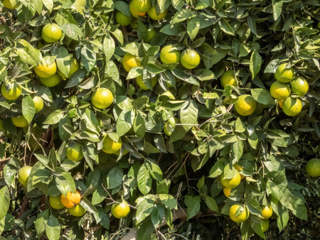 Orange tree with unripe fruits on a sunny day, close-upの写真素材