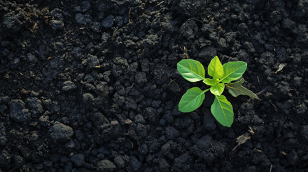 A single green plant sprouts from dark, fertile soil, symbolizing growth and life.の素材