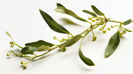 A single mistletoe branch with green leaves and unripe berries isolated on a bright white background, showing its simplicity.の素材