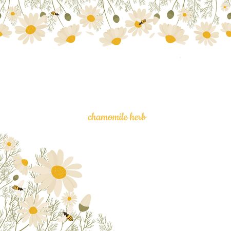 Chamomile seamless pattern isolated on white background. Vector illustration of white daisy flowers. Design for herbal tea, natural cosmetics, health care products, aromatherapy, homeopathy.のイラスト素材
