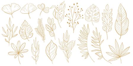Vector jungle leaves set. Tropical exotic leaf isolated on white background. Monstera. Botanical. Outline drawings.のイラスト素材