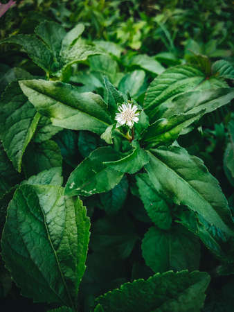 Green plant close-up flower head viewのeditorial素材