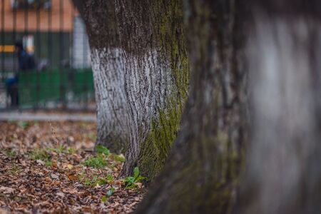 Old trees with beautiful bark in the autumn forestの写真素材
