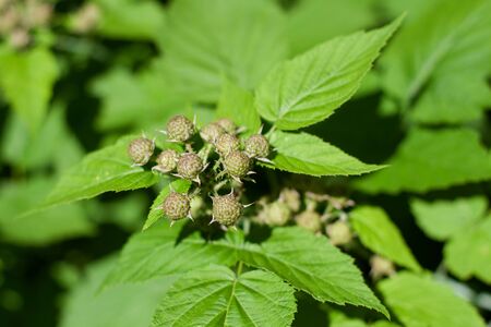 Unripe inflorescences with berry berries. Raspberry and Blackberry Hybrid