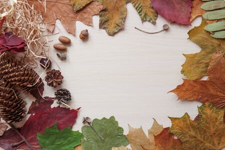 Autumn leaves, cones and acorns on the table top.の写真素材