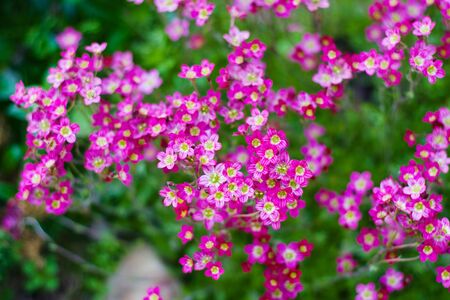 purple flowers of saxifrage. Set of inflorescences. Lush flowering. Flat Layの写真素材