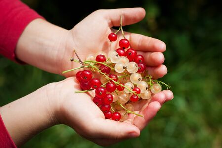handful of red and white currants in children's handsの写真素材