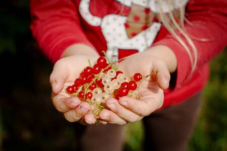 twigs of red and white currants in the hands of a child.の写真素材