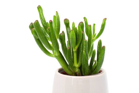 Succulent Crassula ovata Gollum. Potted houseplant.  Gollum Jade, Trumpet Jade, ET's Fingers and Hobbit's Pipe Jade. fleshy tubular leaves with red tips similar to suckersの写真素材