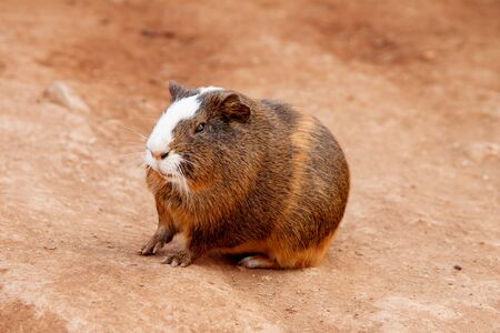 Guinea pig breed smooth-haired in a zoo. Tenerife island. Contact Zoo. Guinea pig on the ground.の写真素材