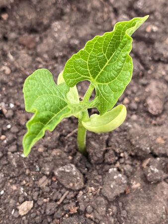 Young bean plant in soil. strong young sprout. Symbol of new life.の写真素材