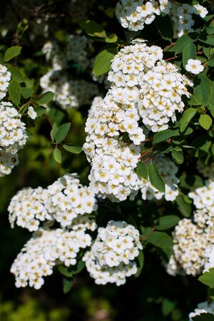 Blooming Spirea in spring. Spirea's lush flowering bush in the sunset.  Whole inflorescences.