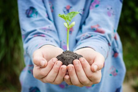 bean sprout with a clod of soil in the hands of a child. Symbol of new life, environmental concept.の写真素材