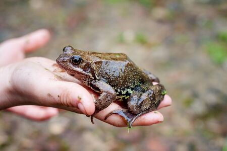 large frog on a childâs hand. a big frog in her hands. の写真素材