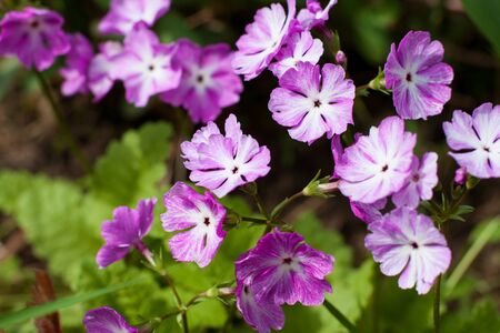 Primrose. blooming spring flowers. Beautiful primrose inflorescences.の写真素材