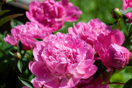 A Lush and Lovely Pink Peony Flower.の写真素材