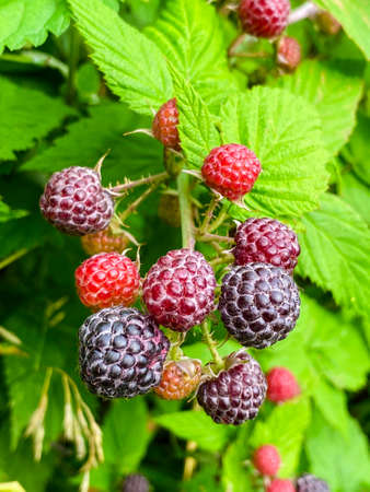 juicy ripening berries of loganberry. Ripe and ripening berries of blackberry and raspberry hybrid. Tayberry. excellent berry crop, yielding a good harvest.の写真素材