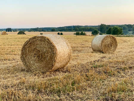 stacks of straw on the field. Harvesting. hay piles. village landscape with haystacks on the field.の写真素材