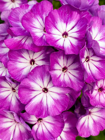 Flowers of a phlox with motley petals in white and violet tones. Close-up of beautiful fresh purple phlox with white heart.の写真素材