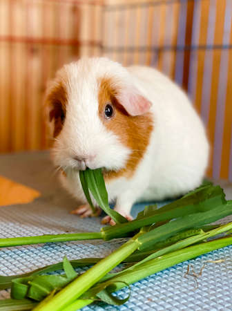 guinea pig eating fresh grass in a cage. Close-up guinea pig looking at the camera.の写真素材