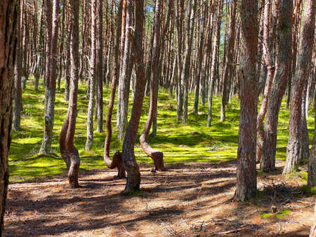 Dancing forest. Curonian Spit. Kaliningrad region. Pine trees with curved trunks. Sick forest or mystical forest.の写真素材