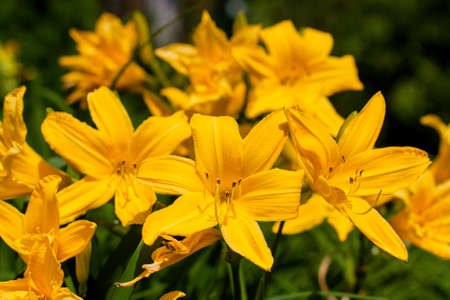 lush blooming yellow daylily bush. blooming daylily illuminated by the sun's rays.の写真素材