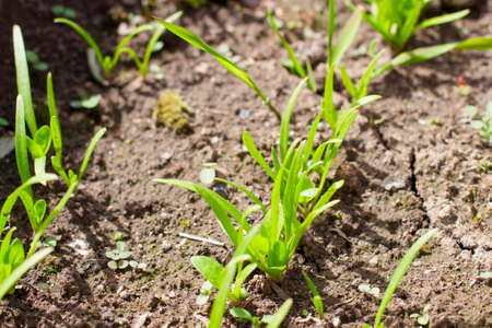 Young shoots of spinach in the vegetable garden. spinach bed.の写真素材