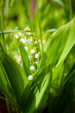 delicate blooming lily of the valley. Lily of the valley in the rays of the summer sun.の写真素材