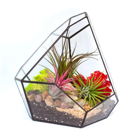 Floriana with succulents Isolated on white background. Bright composition of atmospheric tillandsias. florarium with amazing rare plants - atmospheric tillands in an asymmetrical geometric shape.の写真素材