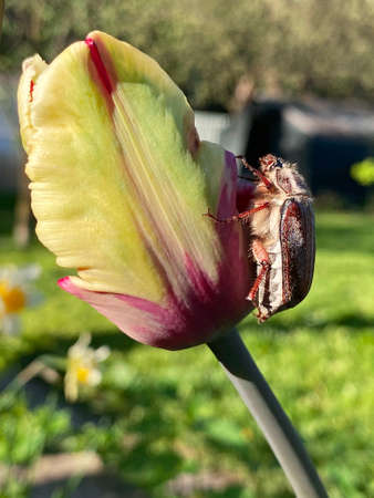 May beetle on a tulip flower. Yellow tulip bud. Shaggy beetle. May beetle close up. Paws, carapace, antennae.の写真素材