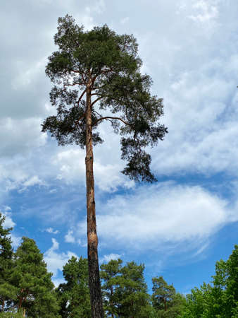 Pine tree against the sky. Pine trunk in the rays of the sun against the backdrop of clouds. Tall pine.の写真素材